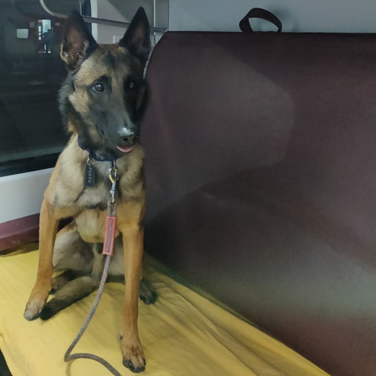 A pet belgian malinois dog in an Indian Train