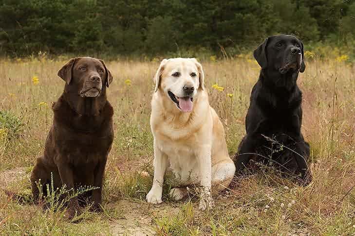 5 Toys for Labrador Retrievers