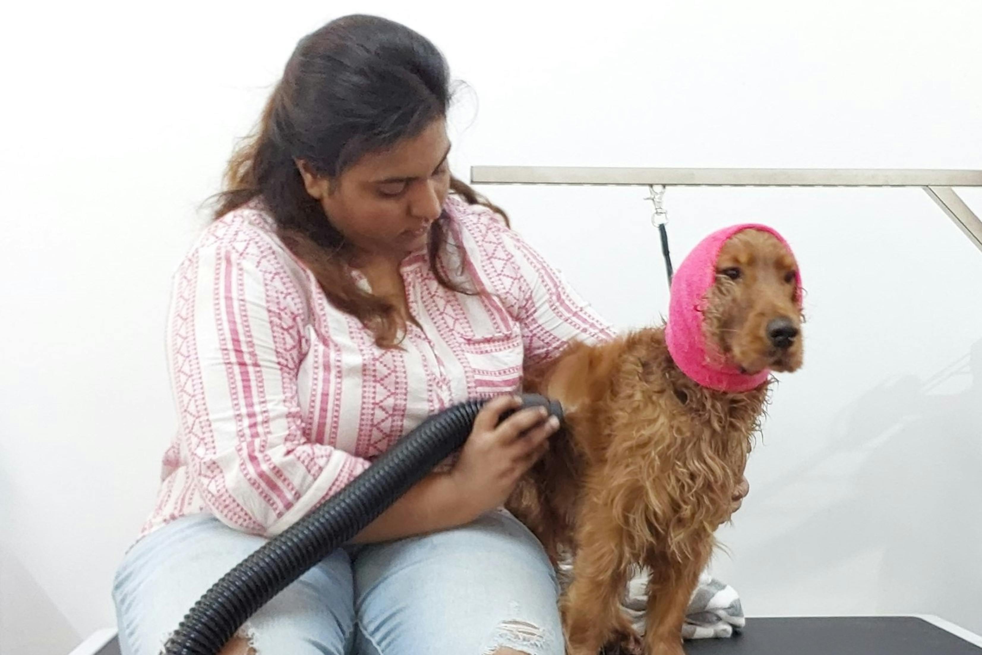 Grooming basics for long and short coat dogs