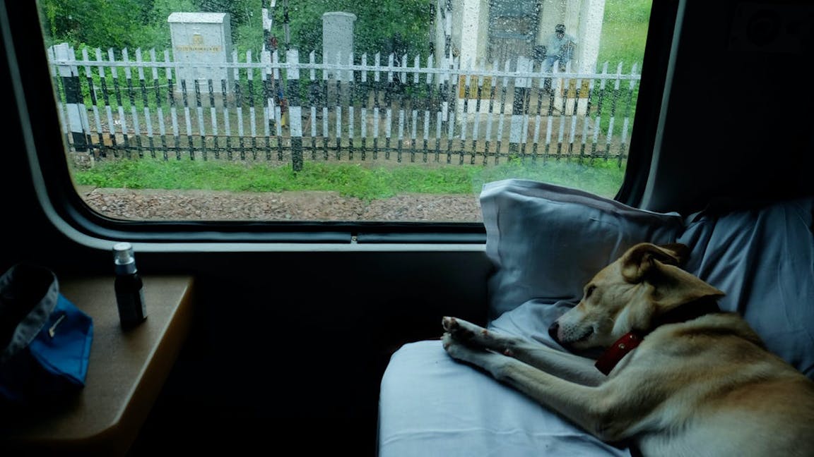 dog travel in train india