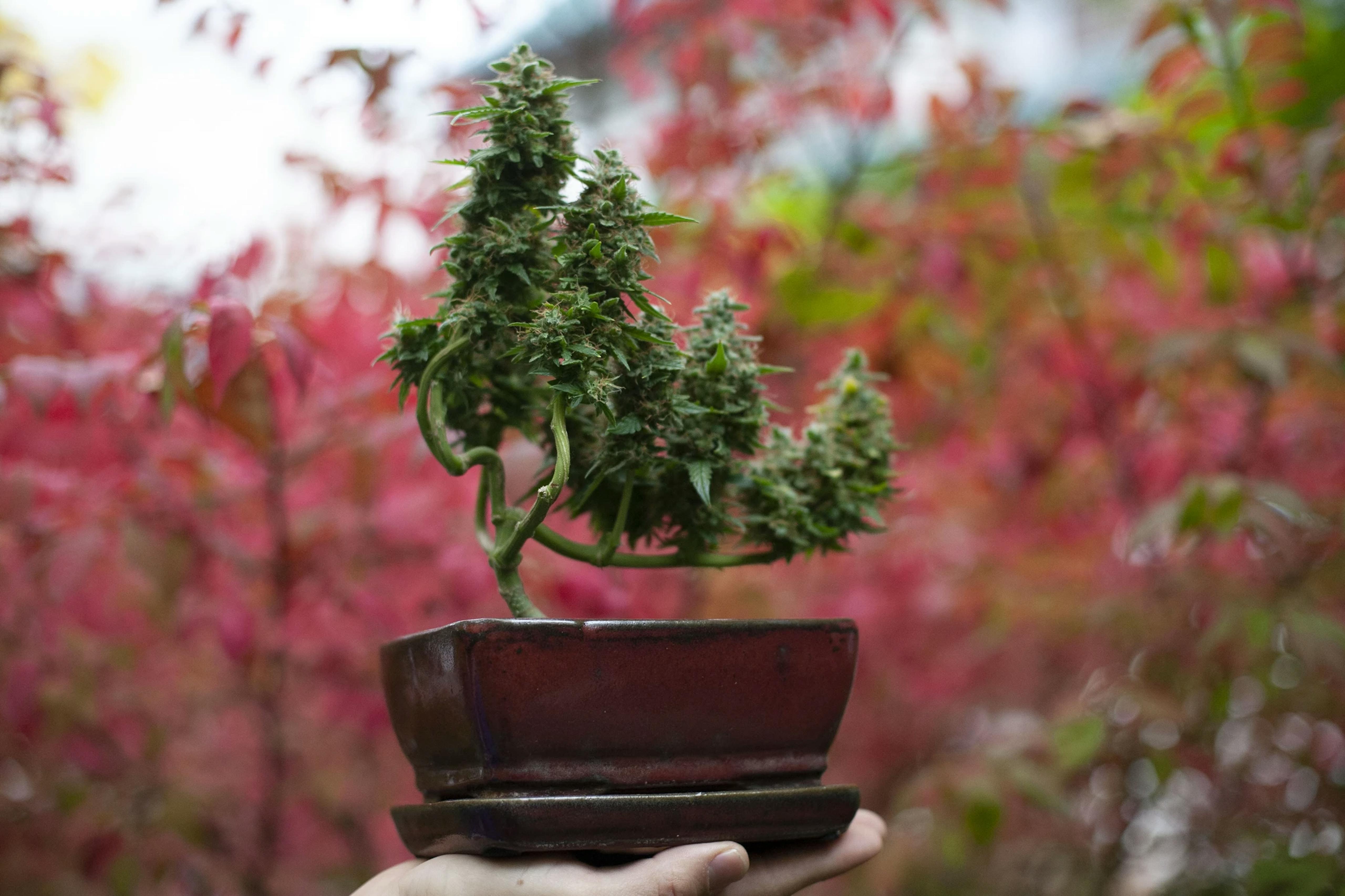 Cannabis + Bonsai = Cannabonsai : r/pics