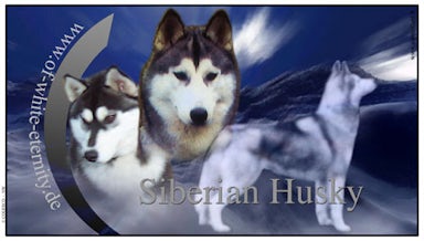Siberian Husky von Silke
