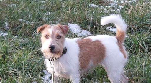 Jack Russell Terrier von der Vogtlandbande