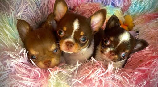 Chihuahua von den Sweetheartchis
