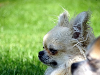 Chihuahua von Bianca