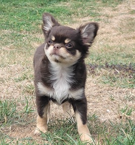 Chihuahua von Jessica