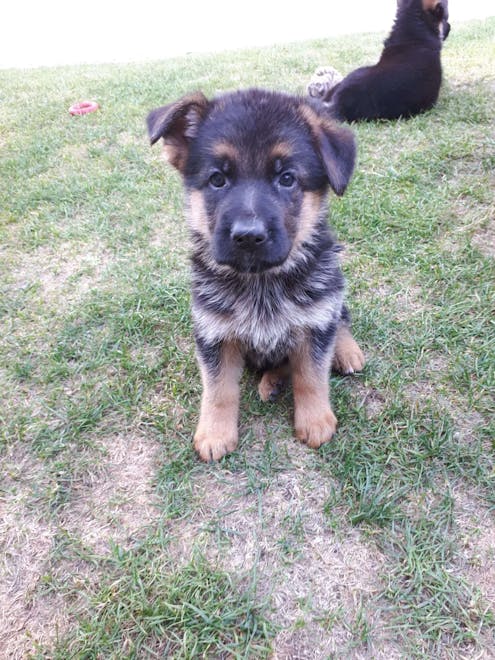 Deutscher Boxer Welpen