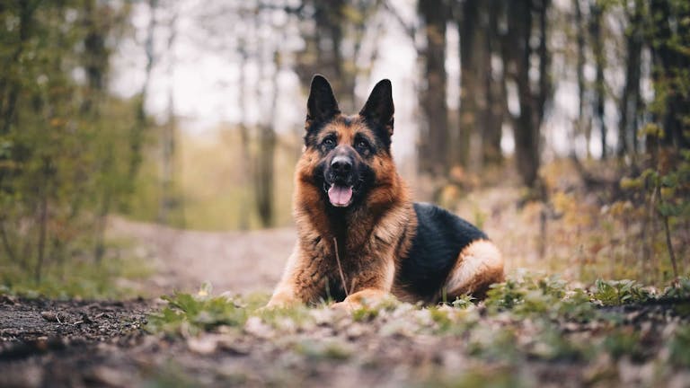 Deutscher Boxer Welpen