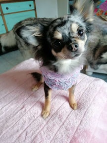 Chihuahua von Jeannine