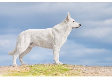 Weißer Schweizer Schäferhund von Sabine Hoth-Letzien
