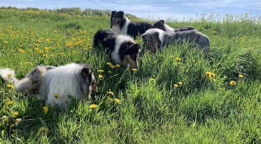 Collies of Cairnwell