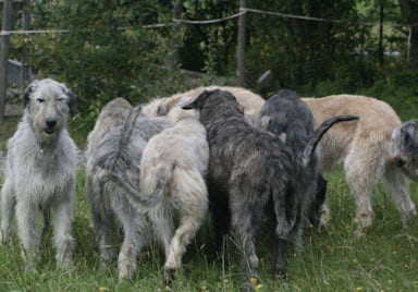 Irish Wolfhound von Sabine Hohenberger-Ehrlich