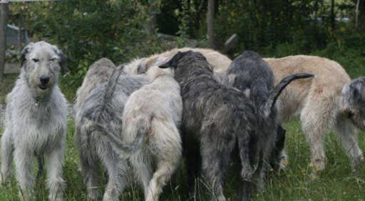 Dahmraks Irish Wolfhounds