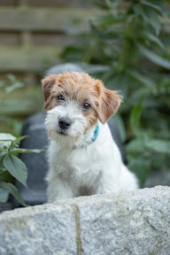 Jack Russell Terrier von Kerstin