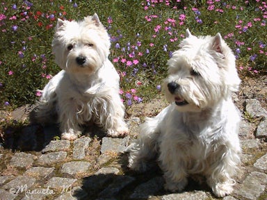 West Highland White Terrier von Manuela