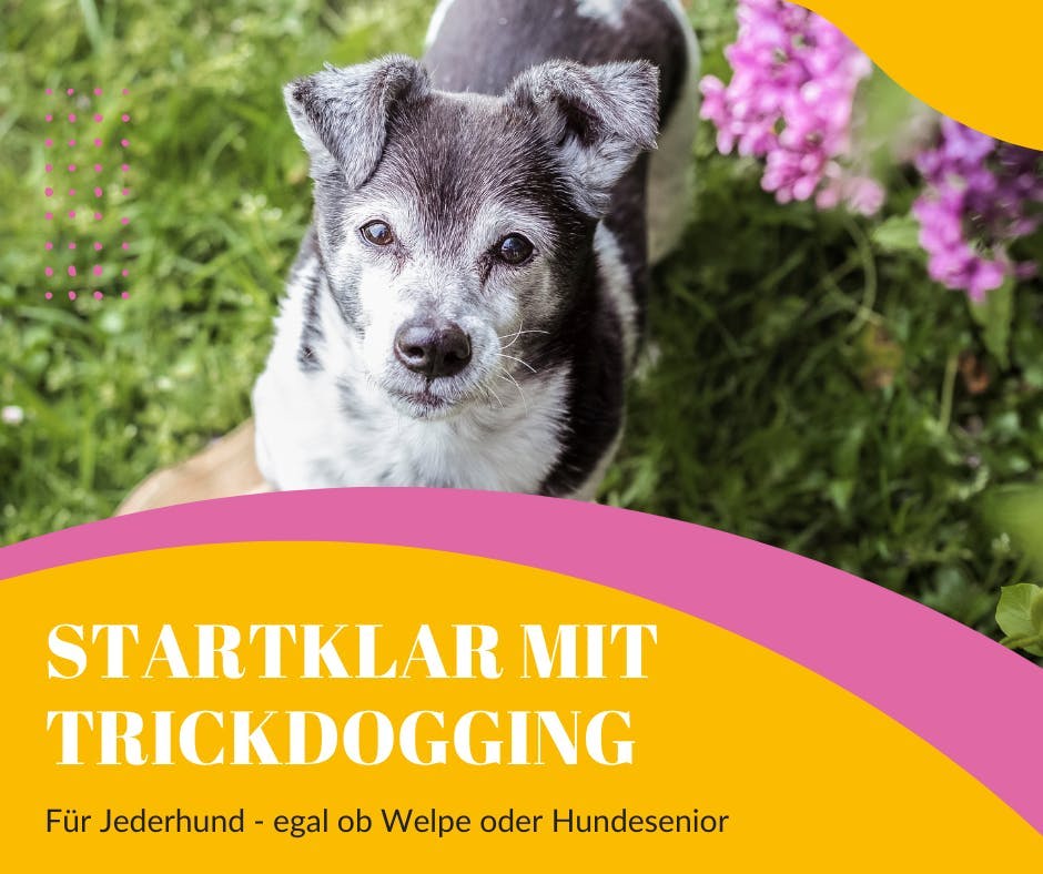 Dein Trickdogging Online-Kurs