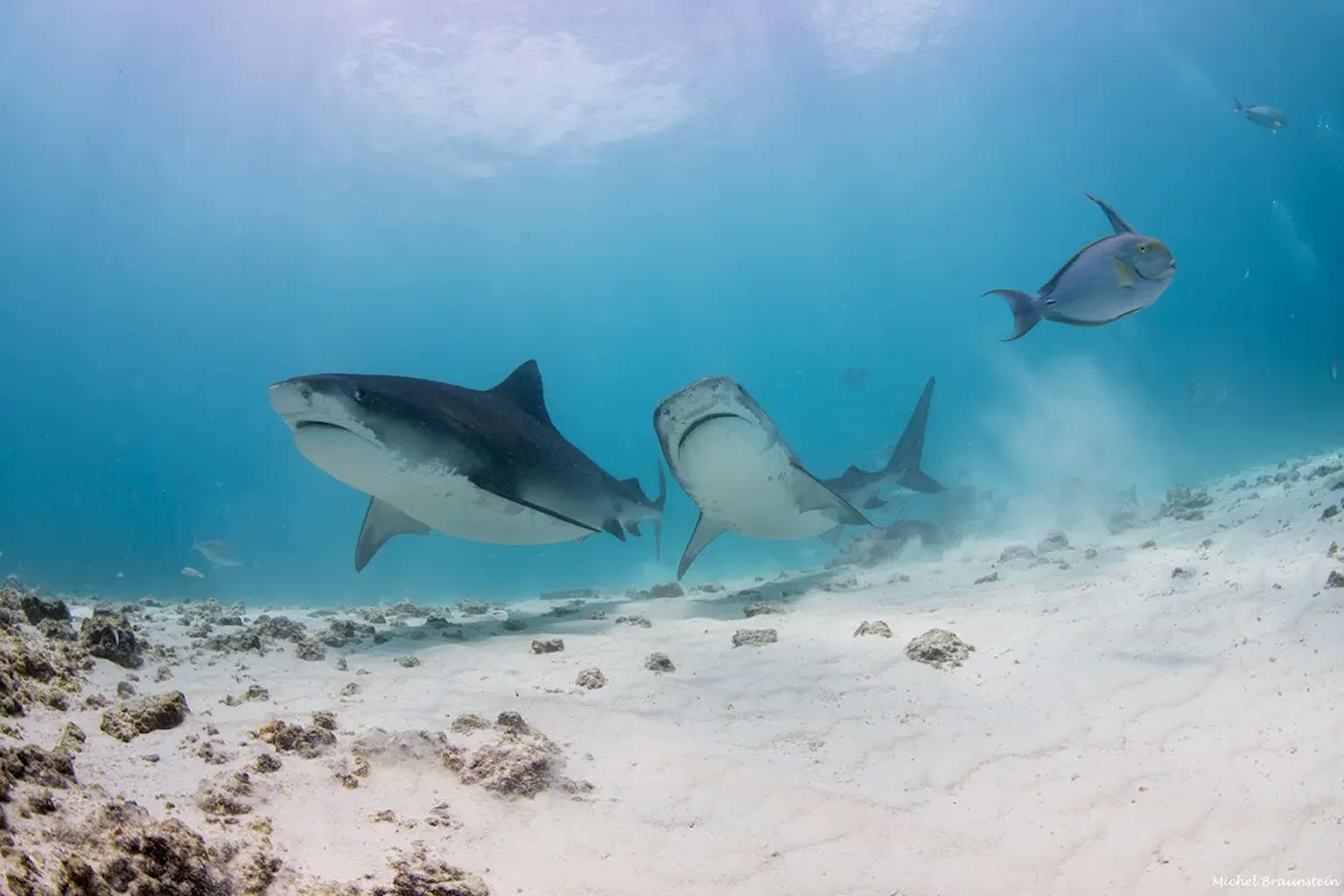 Reef Assassins: Spearfishing the South Pacific