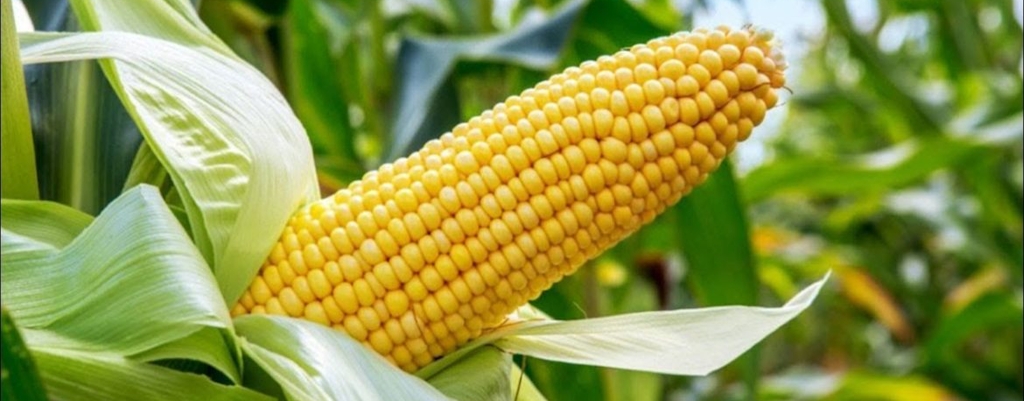maize farming business plan in south africa