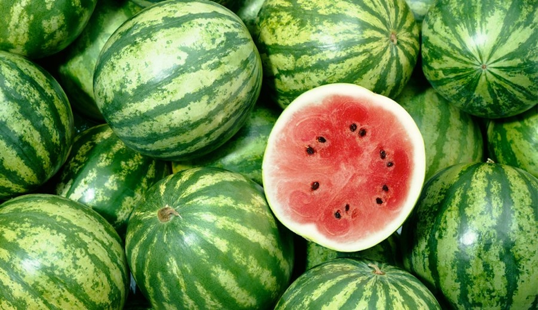 watermelon farming business plan