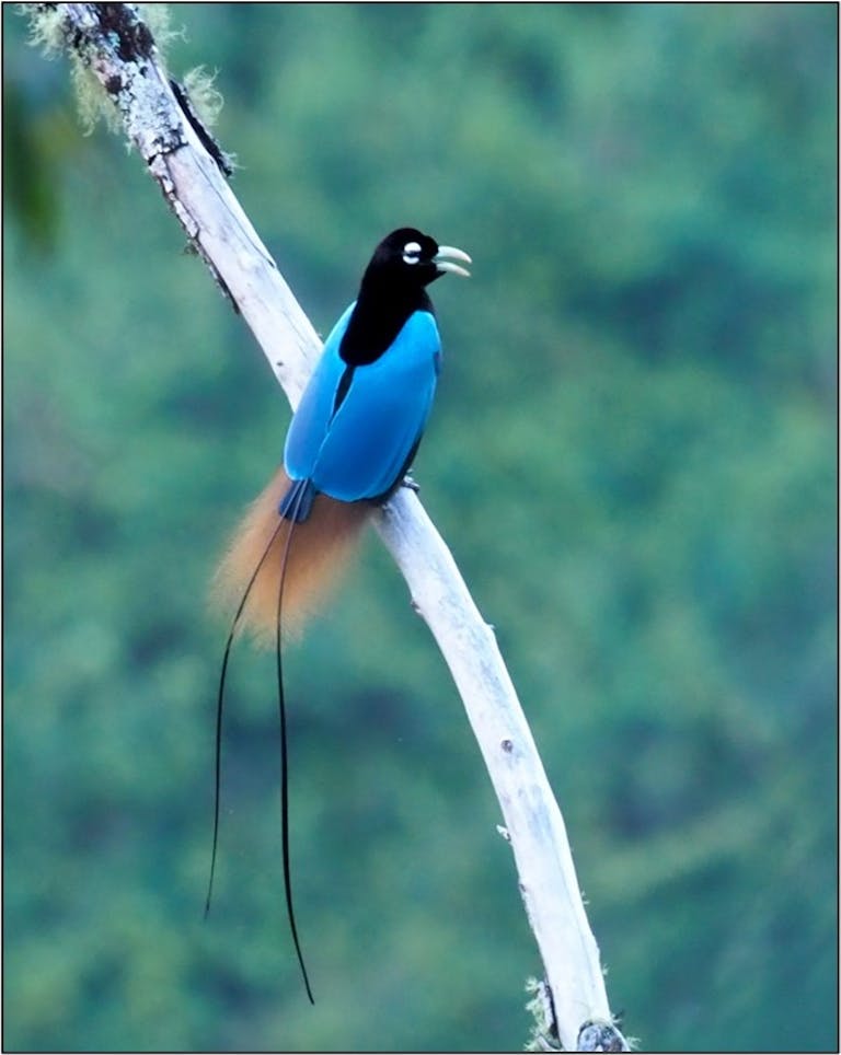 Bird of Paradise, Mahina High Neck Top