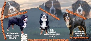 Berner Sennenhund von Bernersennen aus Haarhausen 