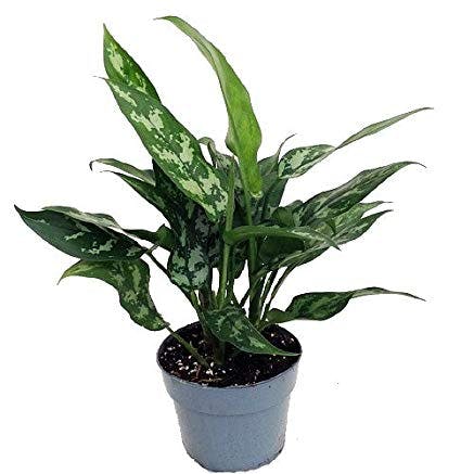 houseplants, indoor plants, plants, Chinese evergreen houseplants, indoor plants, plants, Chinese evergreen