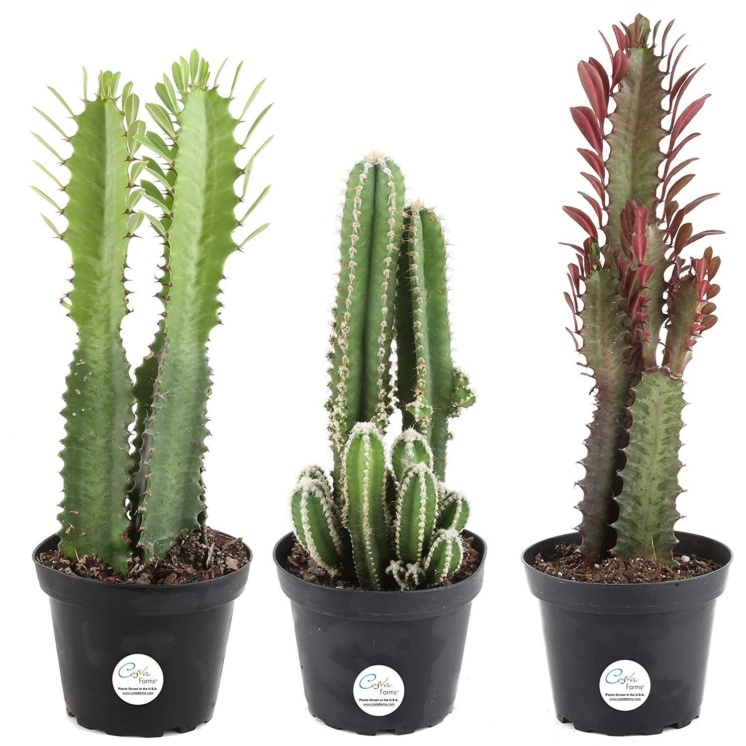 houseplants, indoor plants, plants, cactus, cacti houseplants, indoor plants, plants, cactus, cacti
