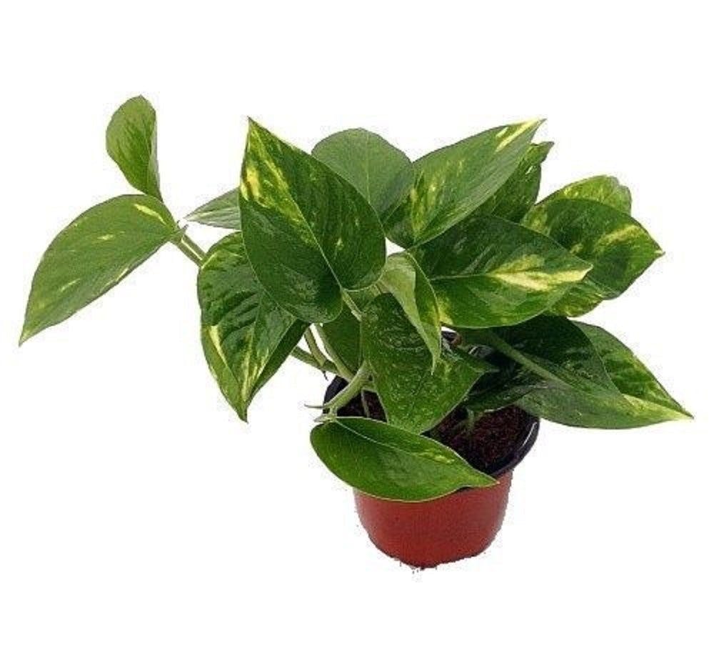 houseplant, plants, bedroom houseplant, plants, bedroom