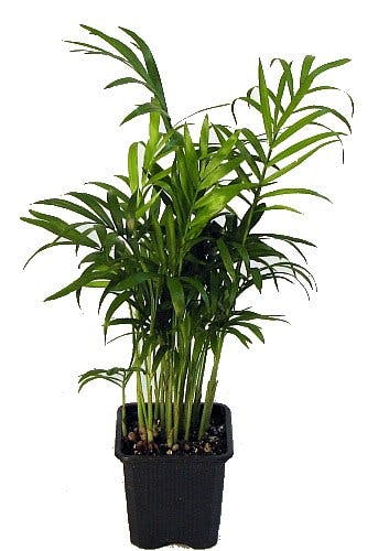 houseplant, plants, bedroom houseplant, plants, bedroom