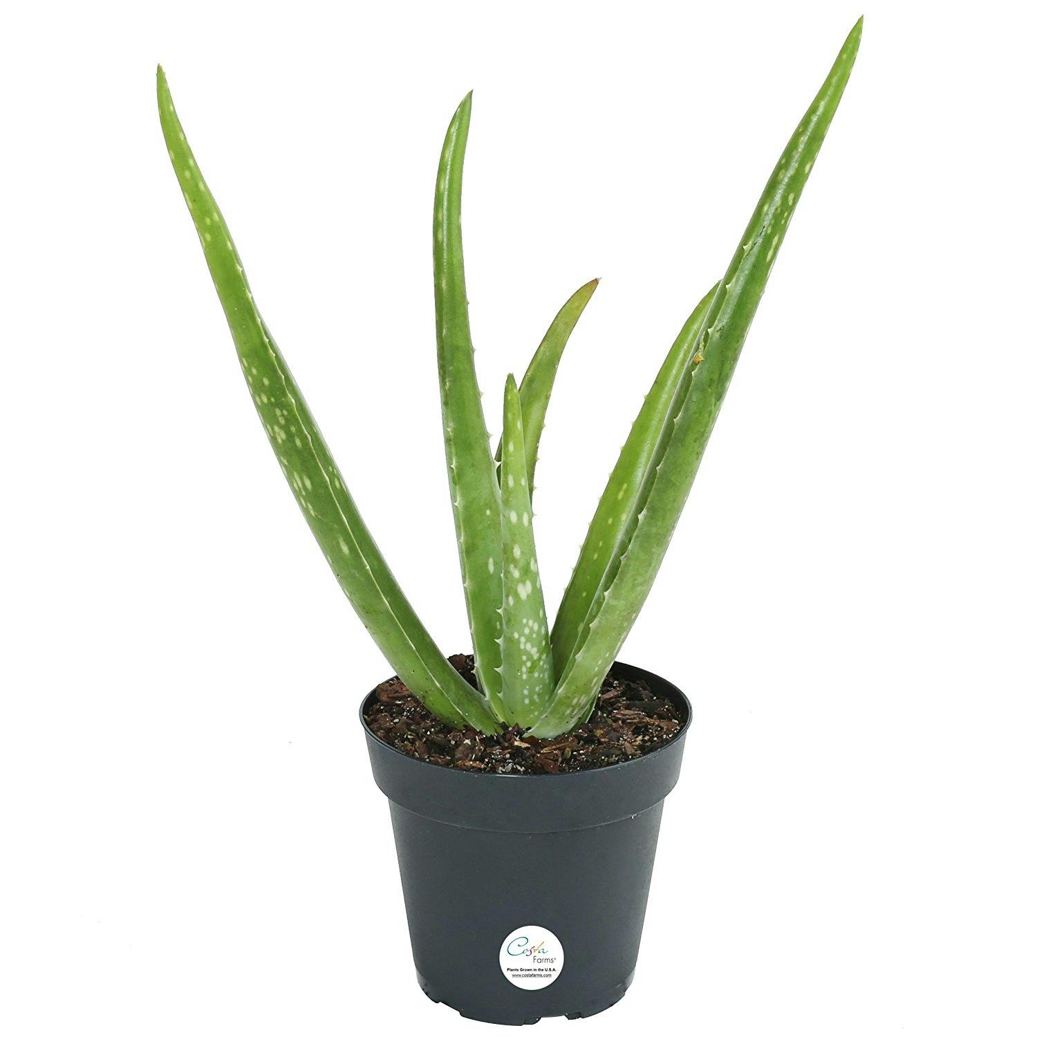 houseplant, plants, bedroom houseplant, plants, bedroom