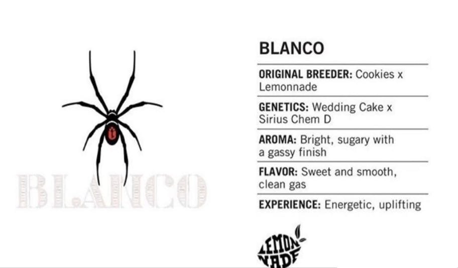 Pure Blanco Children Of The Cartel Transforming Cannabis Stigma Budsfeed Pure Blanco Children Of The Cartel Transforming Cannabis Stigma Budsfeed