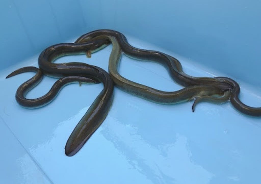 魚の ヌメヌメ って何 どうしてヌルヌルしているの Uonted ウオンテッド 魚の ヌメヌメ って何 どうしてヌルヌルしているの Uonted ウオンテッド