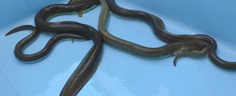 魚の ヌメヌメ って何 どうしてヌルヌルしているの Uonted ウオンテッド 魚の ヌメヌメ って何 どうしてヌルヌルしているの Uonted ウオンテッド