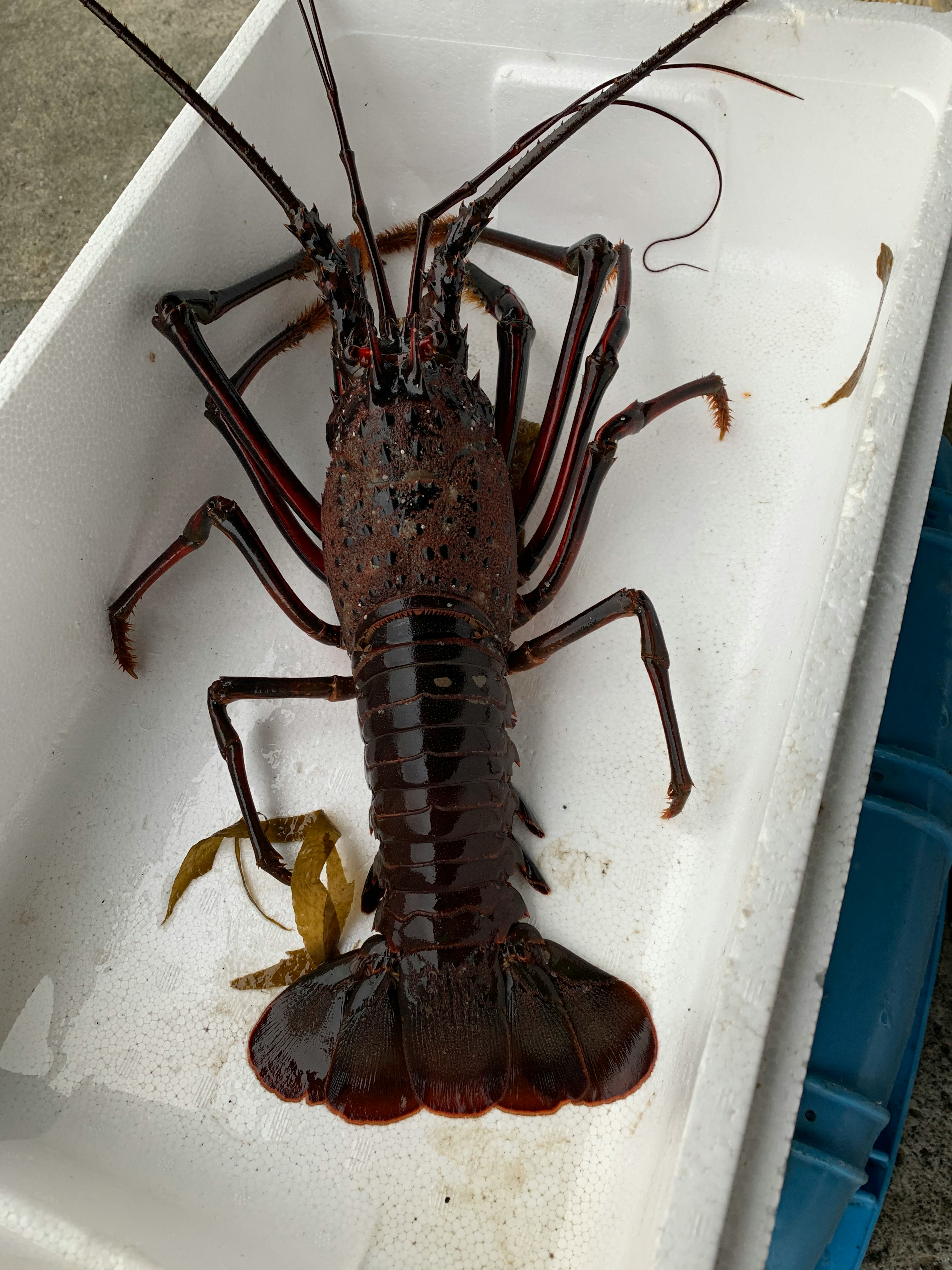 神奈川県小田原産 特大伊勢海老 魚の直売所 Uonted ウオンテッド 神奈川県小田原産 特大伊勢海老 魚の直売所 Uonted ウオンテッド