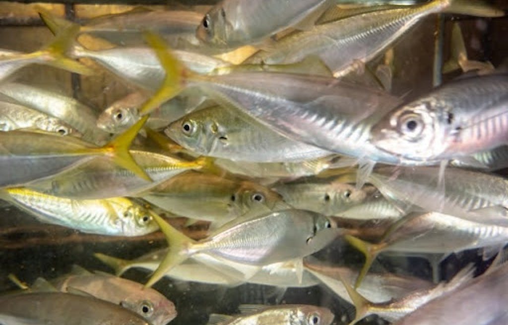 鮮魚 と 生鮮魚 活魚 の違いは何 Uonted ウオンテッド 鮮魚 と 生鮮魚 活魚 の違いは何 Uonted ウオンテッド