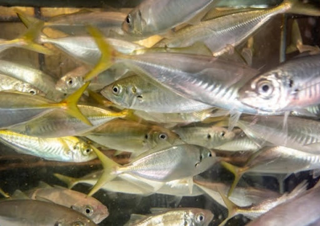 鮮魚 と 生鮮魚 活魚 の違いは何 Uonted ウオンテッド 鮮魚 と 生鮮魚 活魚 の違いは何 Uonted ウオンテッド