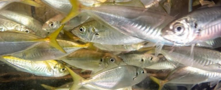 鮮魚 と 生鮮魚 活魚 の違いは何 Uonted ウオンテッド 鮮魚 と 生鮮魚 活魚 の違いは何 Uonted ウオンテッド