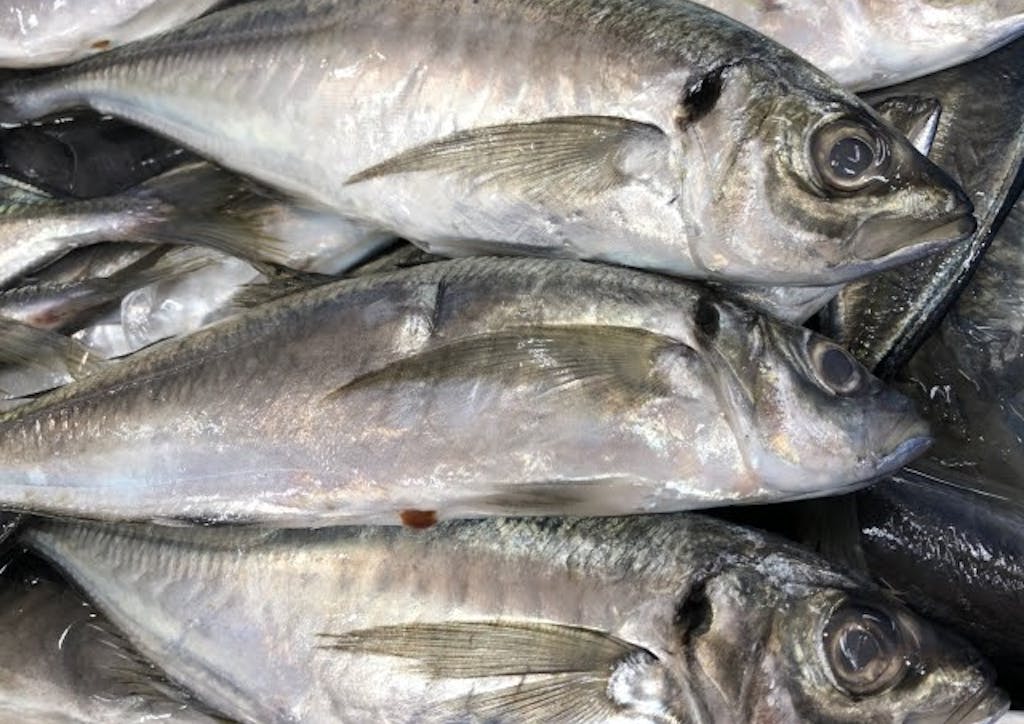 鮮魚 と 生鮮魚 活魚 の違いは何 Uonted ウオンテッド 鮮魚 と 生鮮魚 活魚 の違いは何 Uonted ウオンテッド