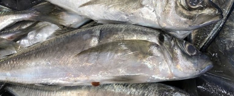 鮮魚 と 生鮮魚 活魚 の違いは何 Uonted ウオンテッド 鮮魚 と 生鮮魚 活魚 の違いは何 Uonted ウオンテッド