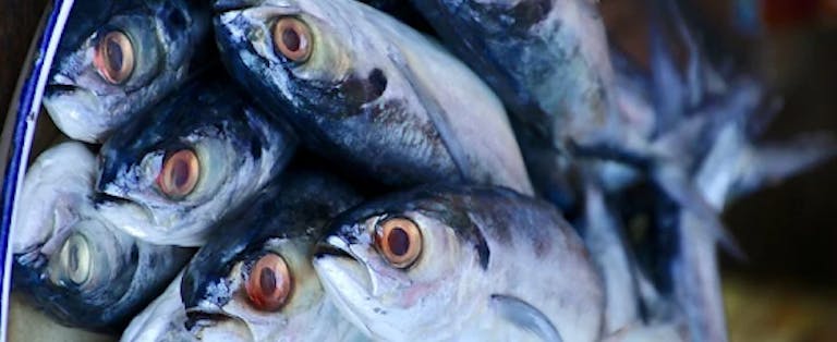 鮮魚 と 生鮮魚 活魚 の違いは何 Uonted ウオンテッド 鮮魚 と 生鮮魚 活魚 の違いは何 Uonted ウオンテッド