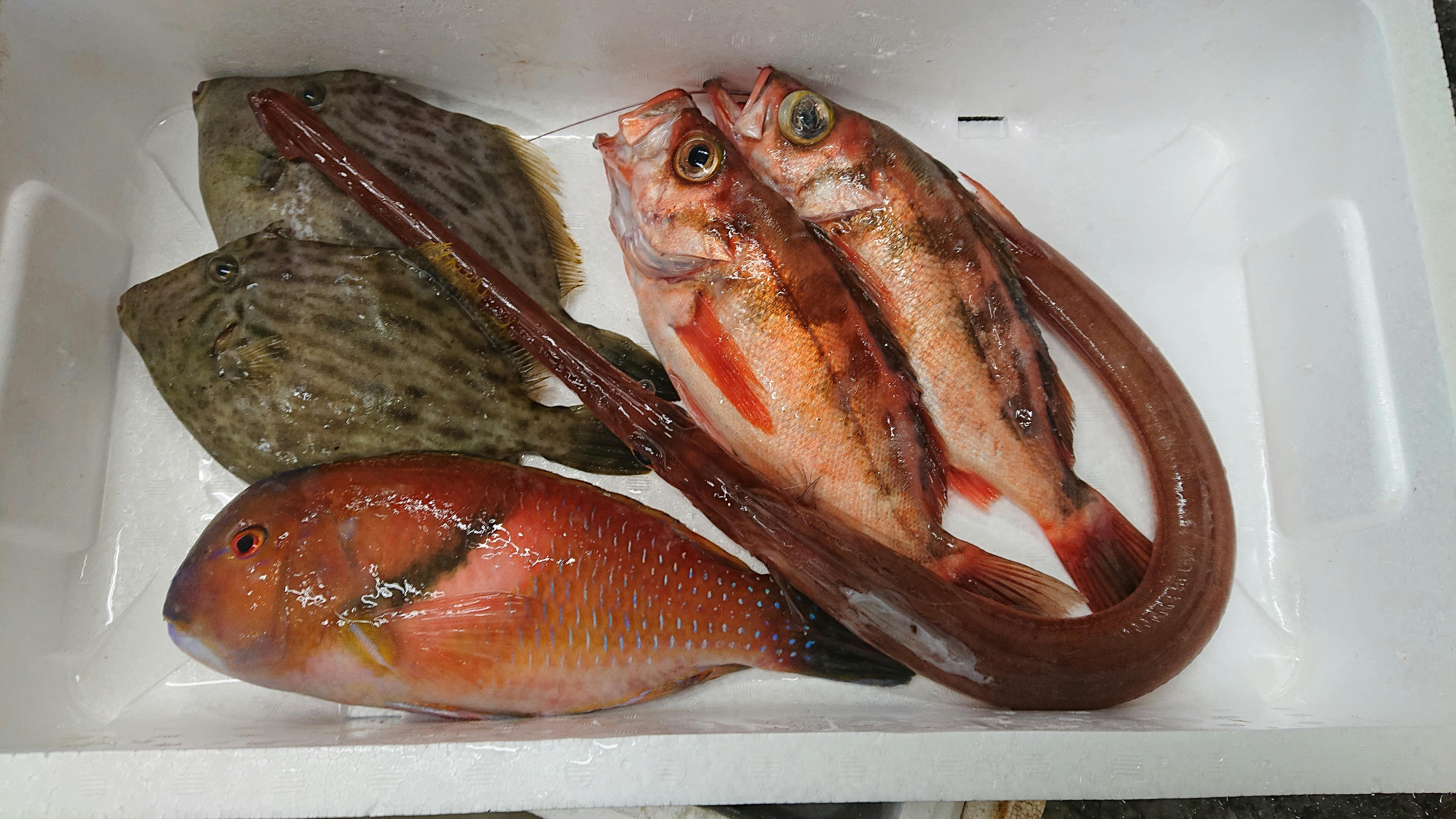 長崎産 お得白身魚セット 魚の直売所 Uonted ウオンテッド
