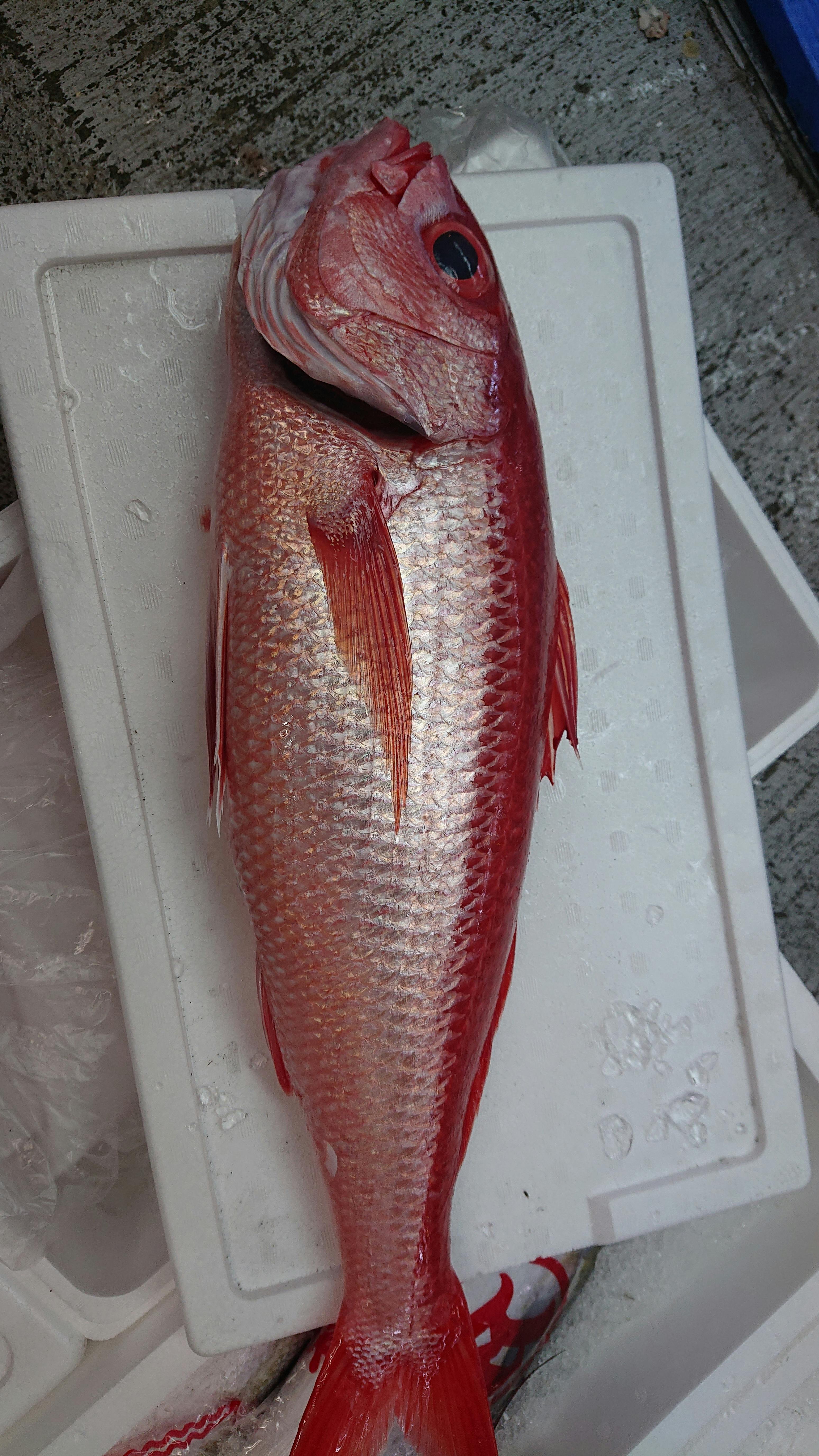 ハマダイ オナガ アカマチとも呼ばれ 魚の直売所 Uonted ウオンテッド