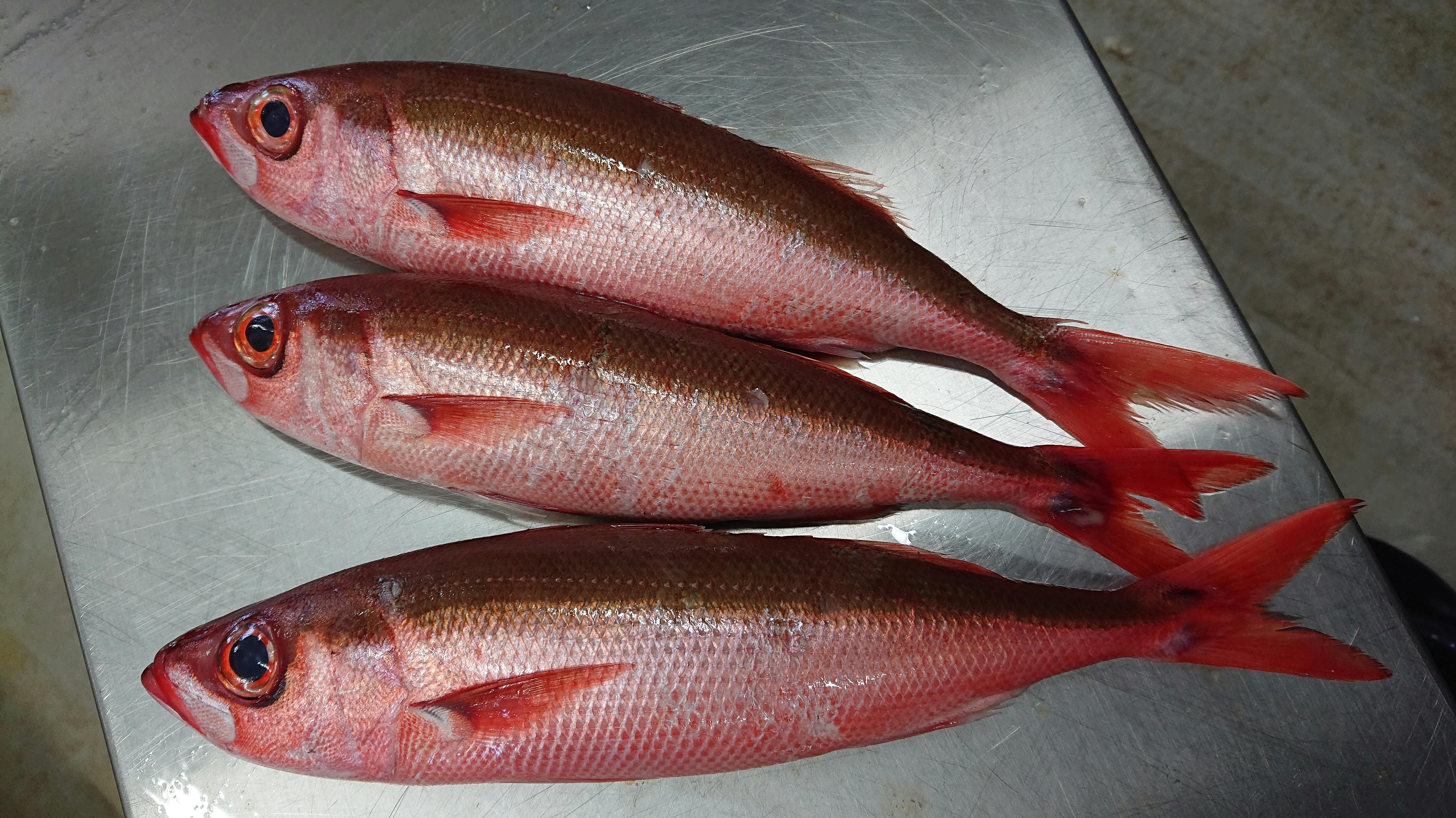 ハチビキ 3尾で 10円 魚の直売所 Uonted ウオンテッド