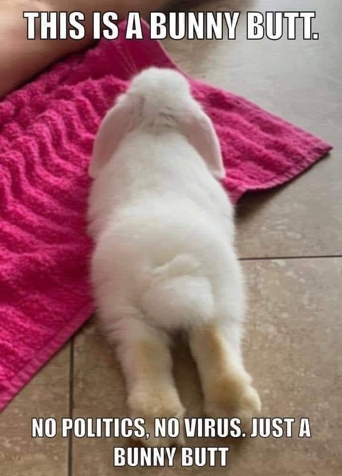 Anonameme This Is A Bunny Butt No Politics No Virus Just A Bunny Butt