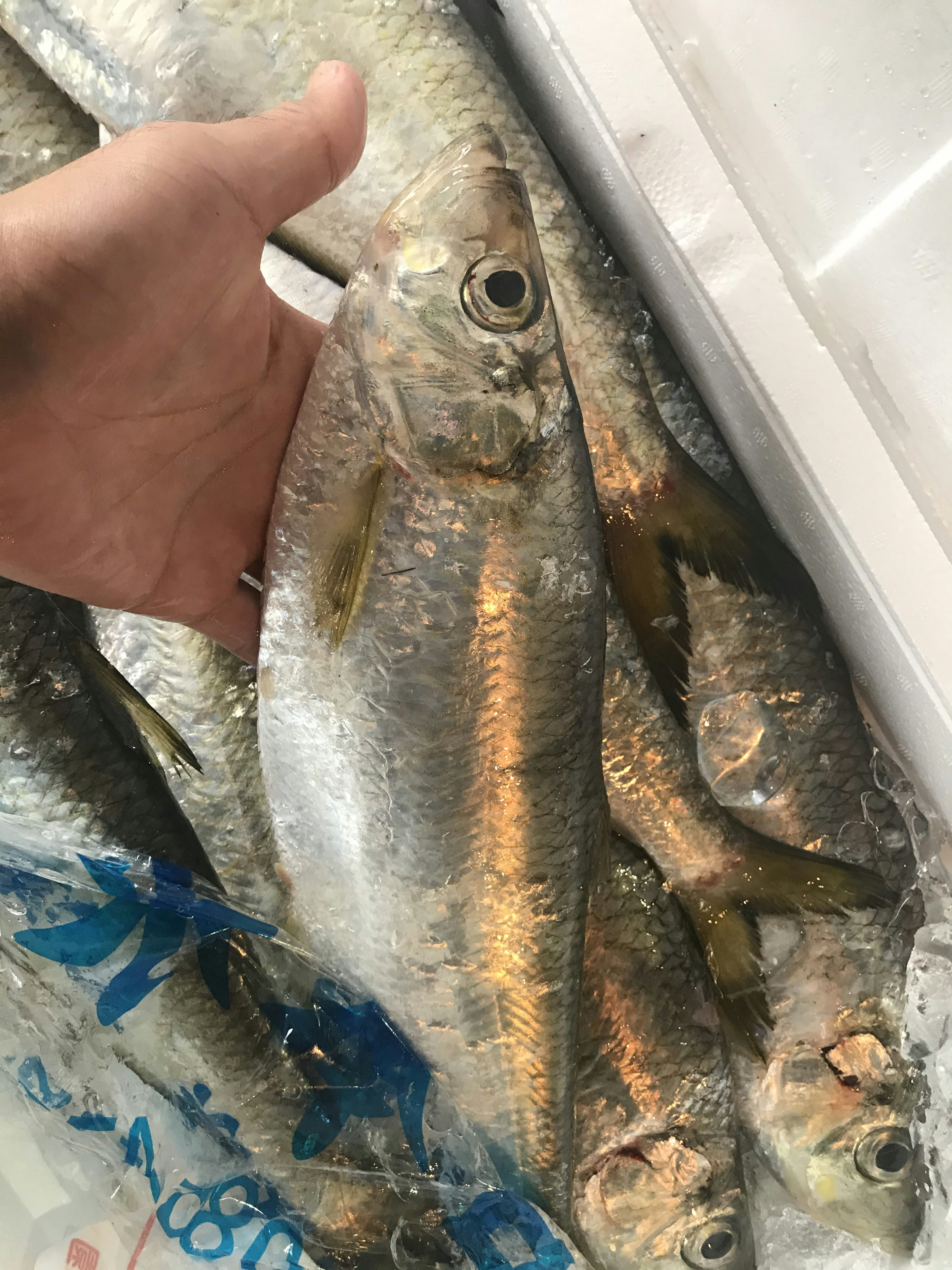 ヒラ 魚の直売所 Uonted ウオンテッド ヒラ 魚の直売所 Uonted ウオンテッド