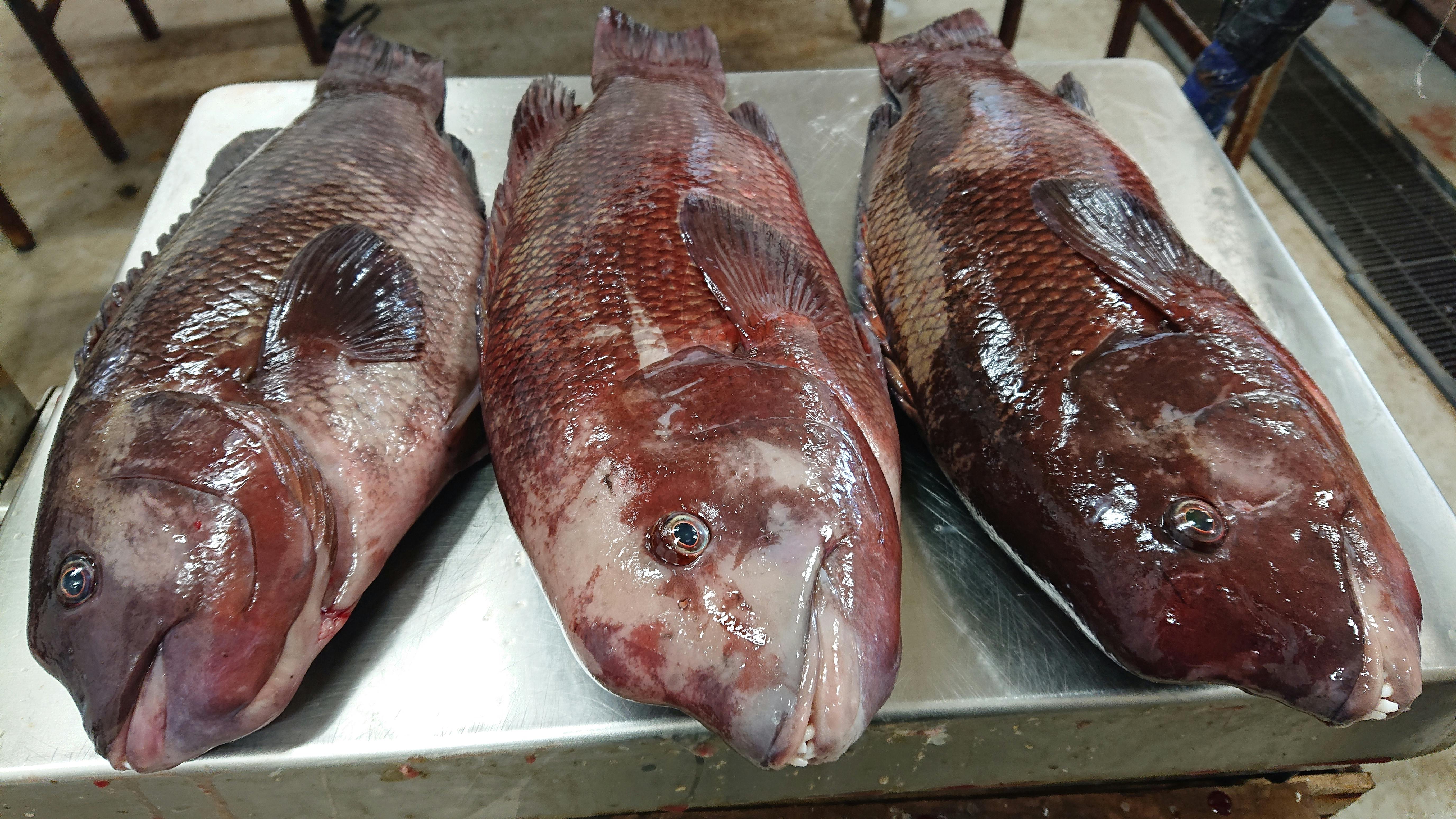 安い コブダイ 魚の直売所 Uonted ウオンテッド