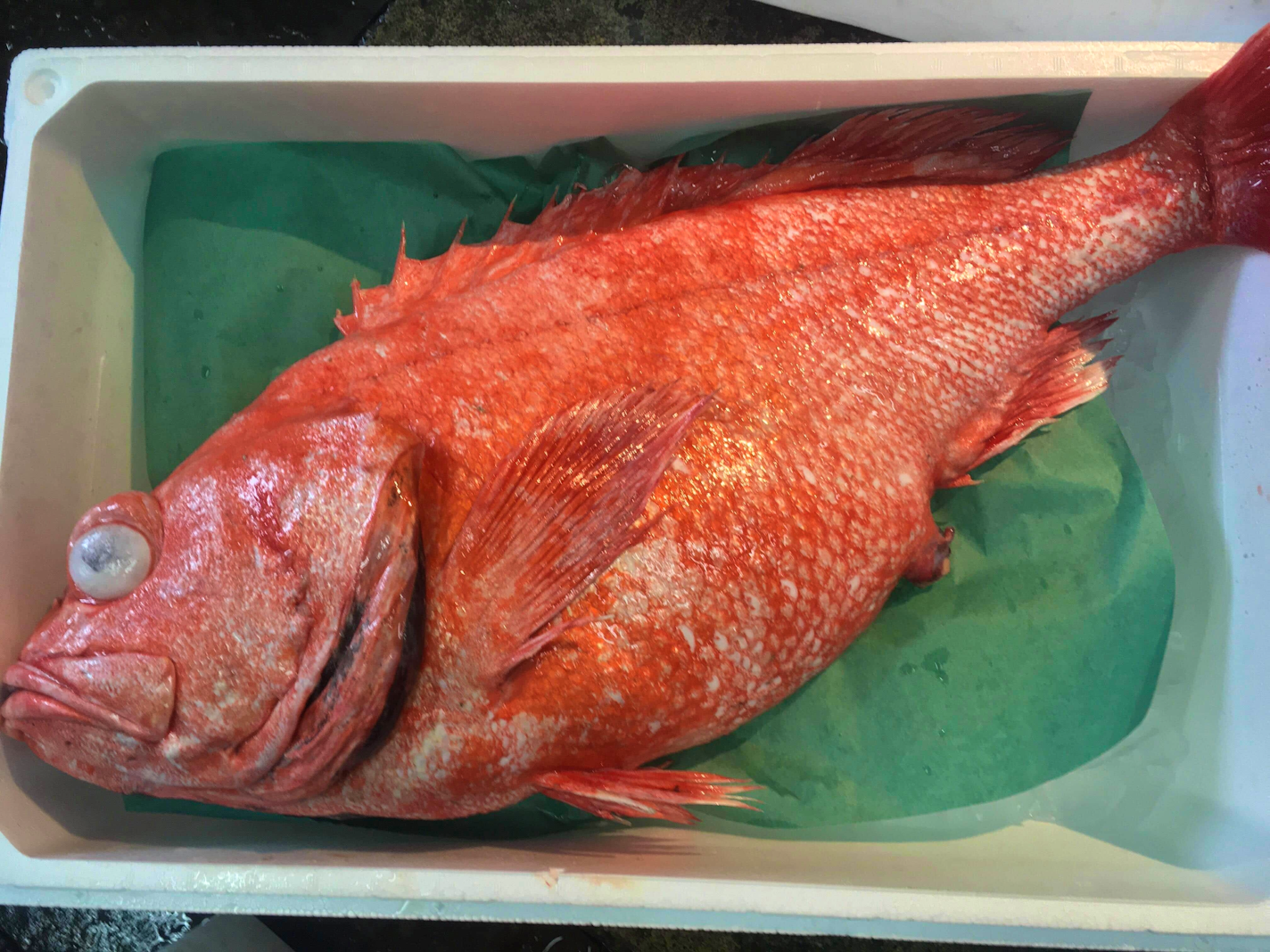 特大 超 超 高級魚 本メヌケ 魚の直売所 Uonted ウオンテッド 特大 超 超 高級魚 本メヌケ 魚の直売所 Uonted ウオンテッド