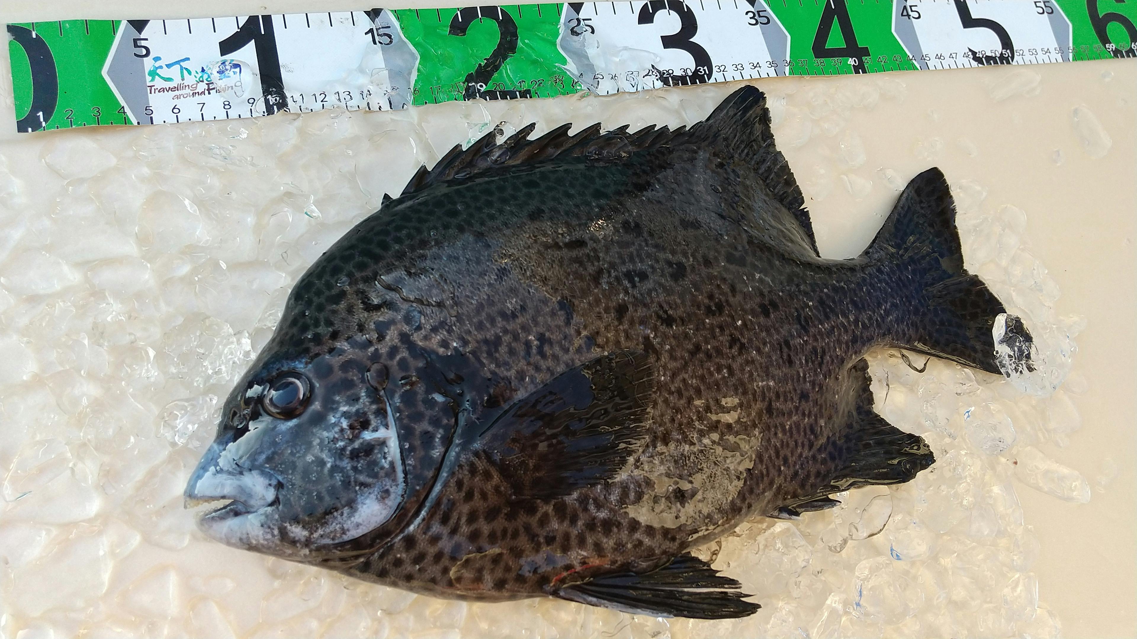 イシガキダイ1 5kg 魚の直売所 Uonted ウオンテッド