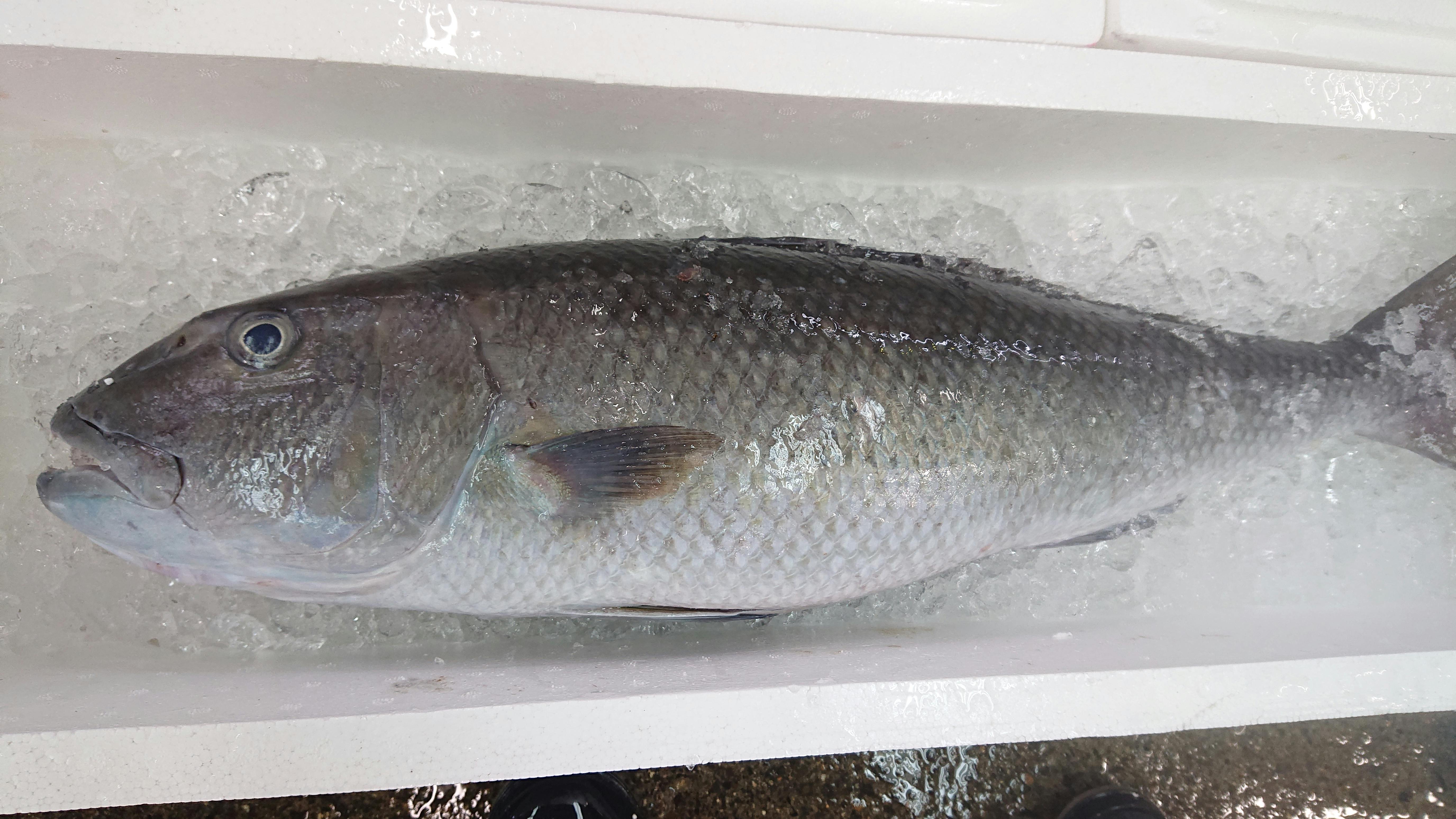 巷に出回らない魚 青チビキ4 9キロ 魚の直売所 Uonted ウオンテッド
