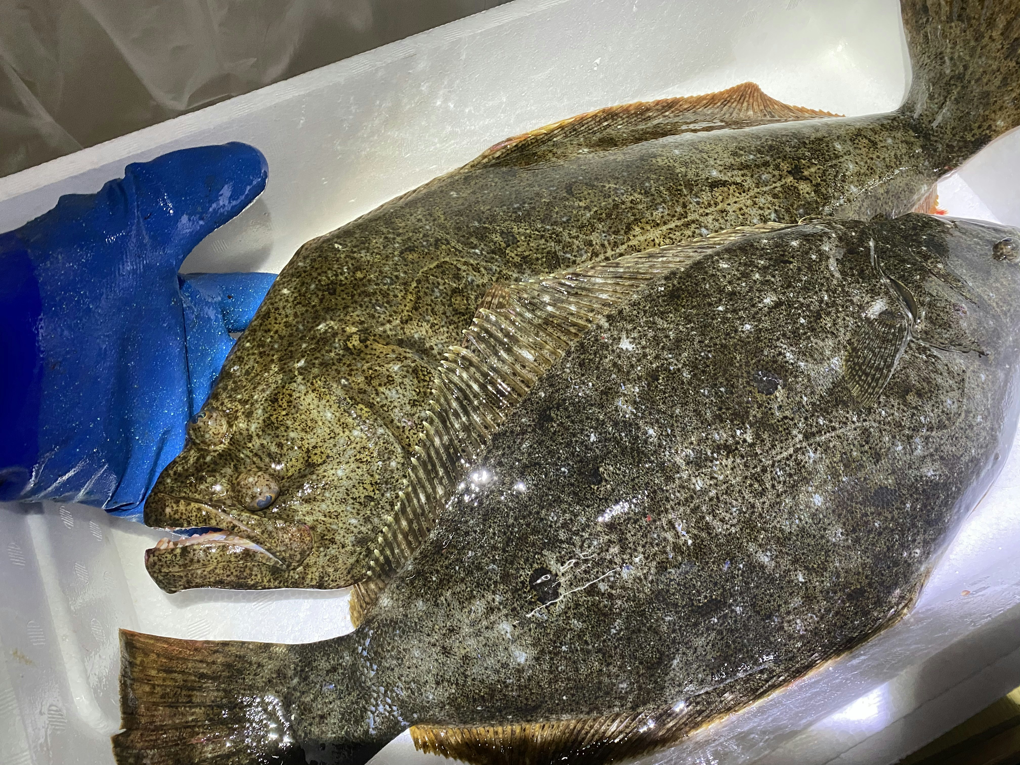 ヒラメ 神経抜き 流水血抜き 魚の直売所 Uonted ウオンテッド ヒラメ 神経抜き 流水血抜き 魚の直売所 Uonted ウオンテッド